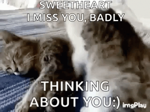 1655999532 Cat Liefde Animatie Gif