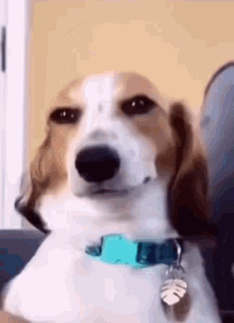 Dog Smile Shyboos Animatie Gif