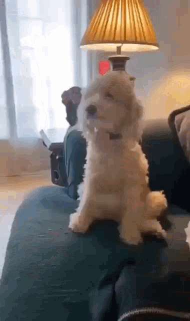 Happy Dog Good Boy Animatie Gif