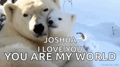 Love Polar Bear Animatie Gif