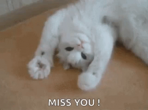 Mis Je Cat Animatie Gif
