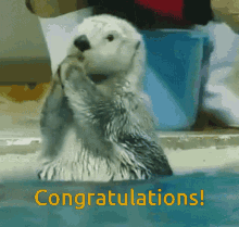 Otter Clapping Animatie Gif