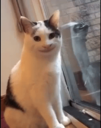 Smiling Smiling Cat Animatie Gif