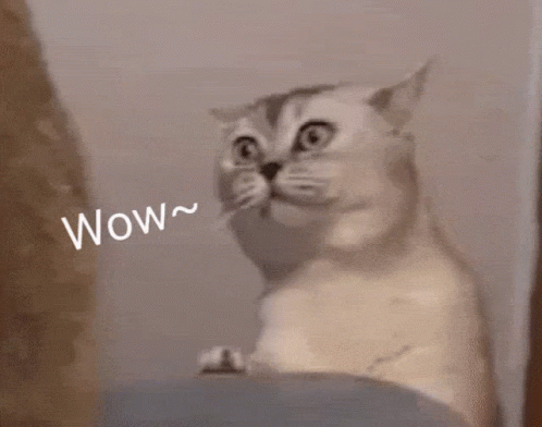 Cat Wow Animatie Gif