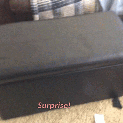 Surprise Motherfucker Animatie Gif