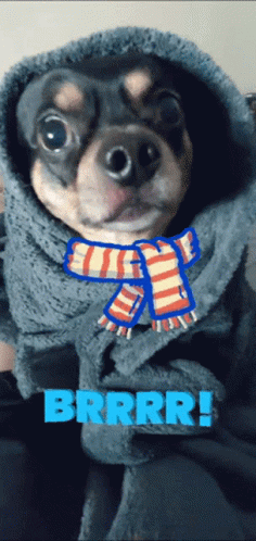 Brrr Koud Animatie Gif