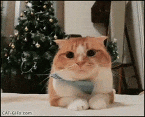 Cat Christmas
