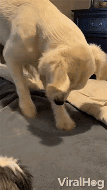 Making Mijn Bed Comfortable Viralhog Animatie Gif