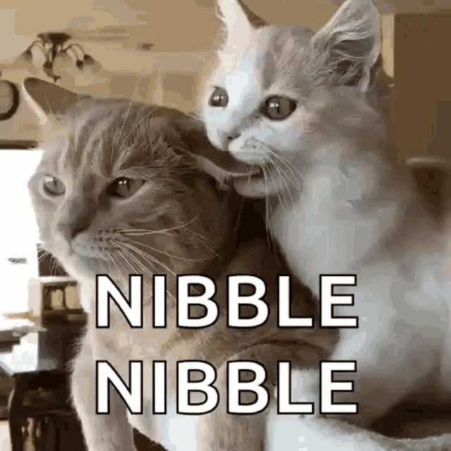 Nibbles