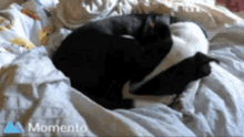 Hond Lief Animatie Gif